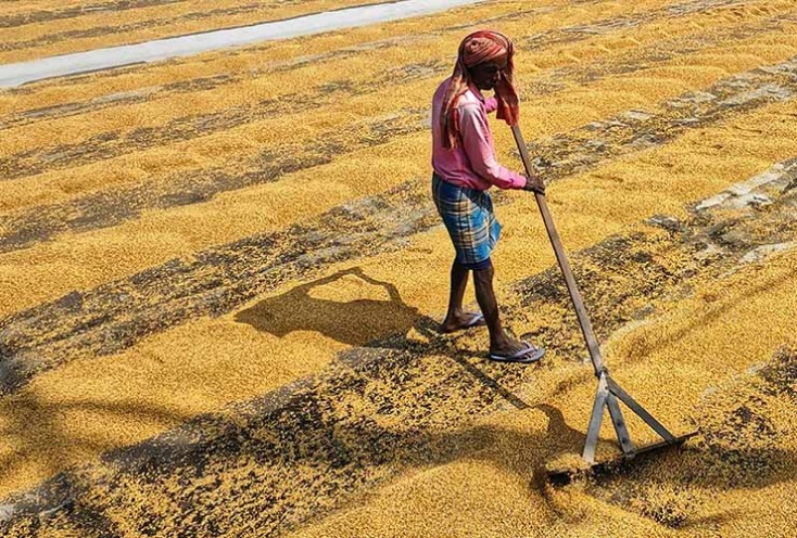 L’impact des pratiques agricoles durables sur les épices : un voyage vers des saveurs d’exception